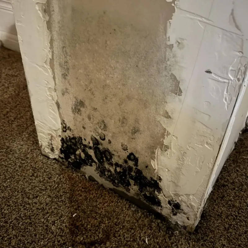 Professional Mold Removal in Perry, OK
